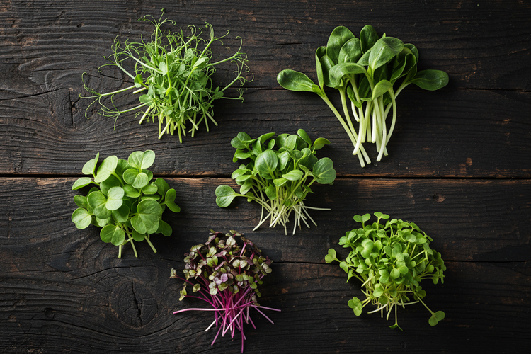 Fresh Premium Nutrient Packed Microgreens