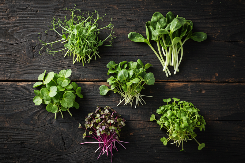 Fresh Premium Nutrient Packed Microgreens